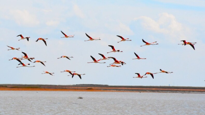 Tuz Gölü yazlıkçı flamingoları ağırlamaya başladı