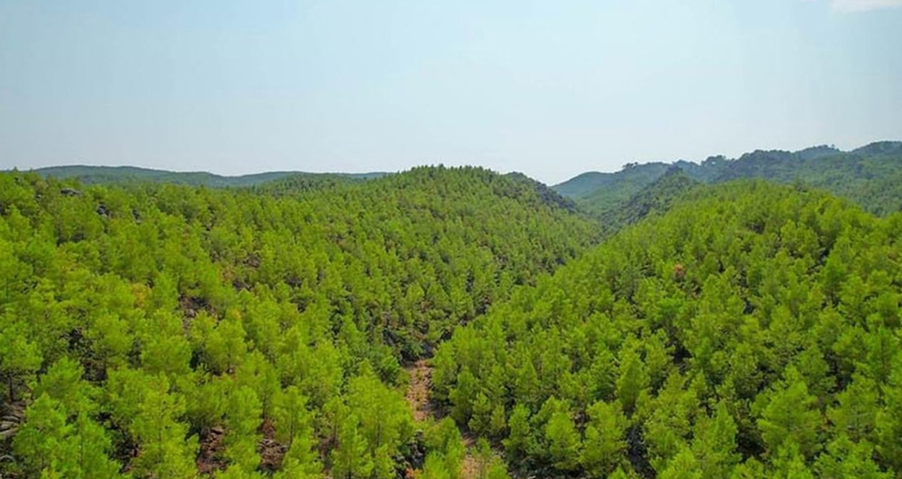 Muğla’da ormanlara giriş yasaklandı
