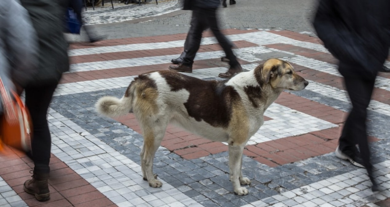 Sokak hayvanları krizi AB’nin de gündeminde