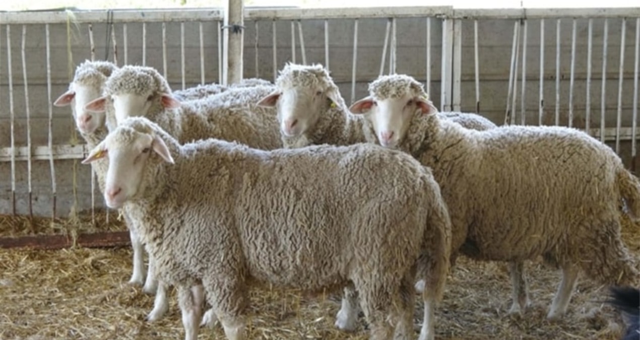 4 yıl önceki kurban şimdi but oldu