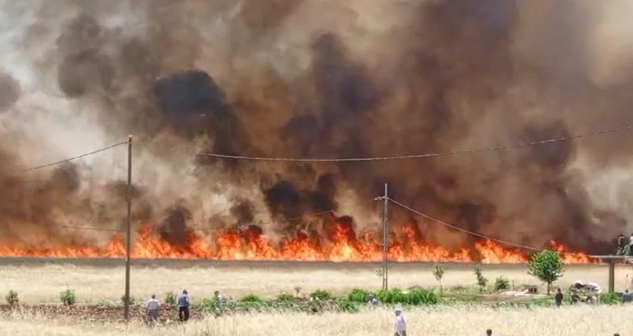 420 dönüm ekili buğday alev alev yandı