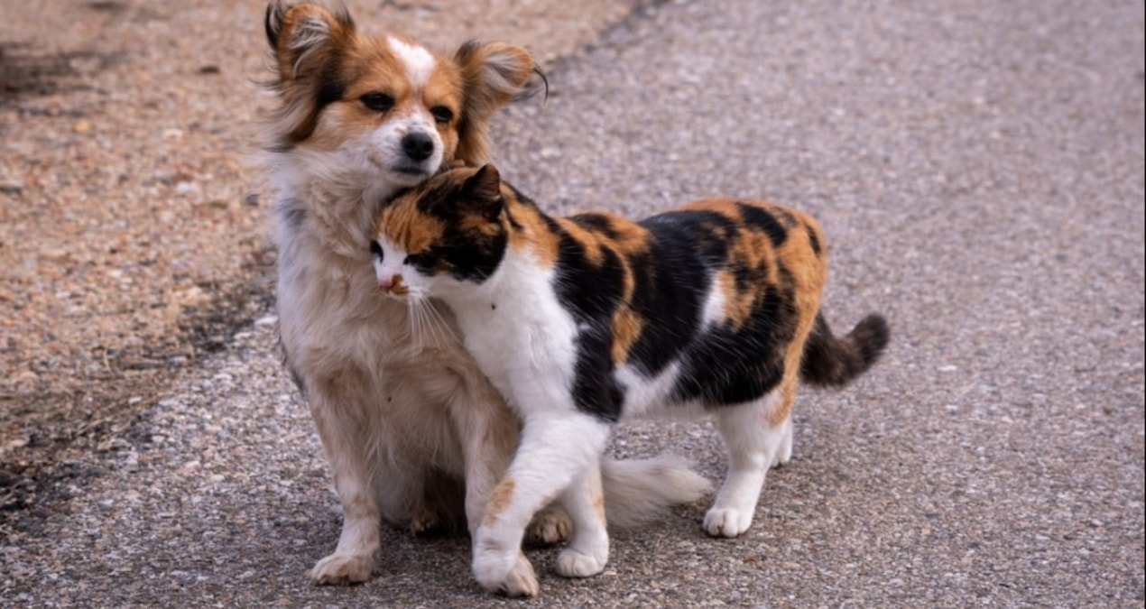 Avrupa, barınaklardaki kedi ve köpeklerin refahı için yasa tasarladı