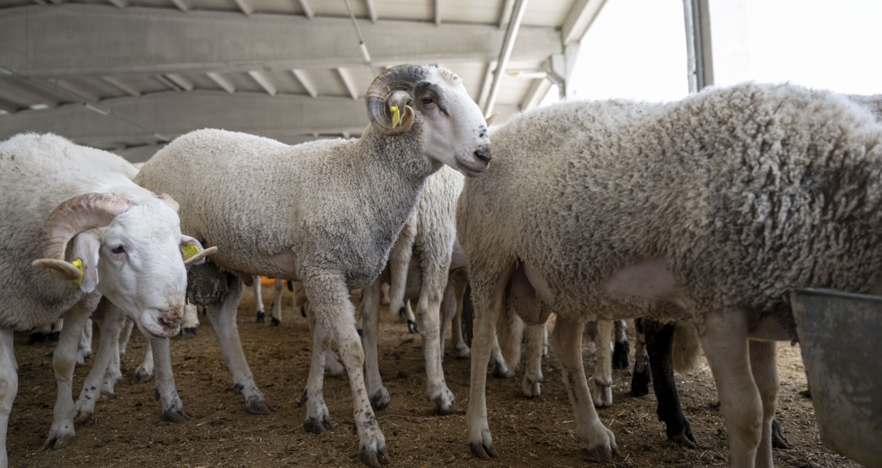 Bakanlığa gelen ‘kurban’ telefonu şaşkına çevirdi