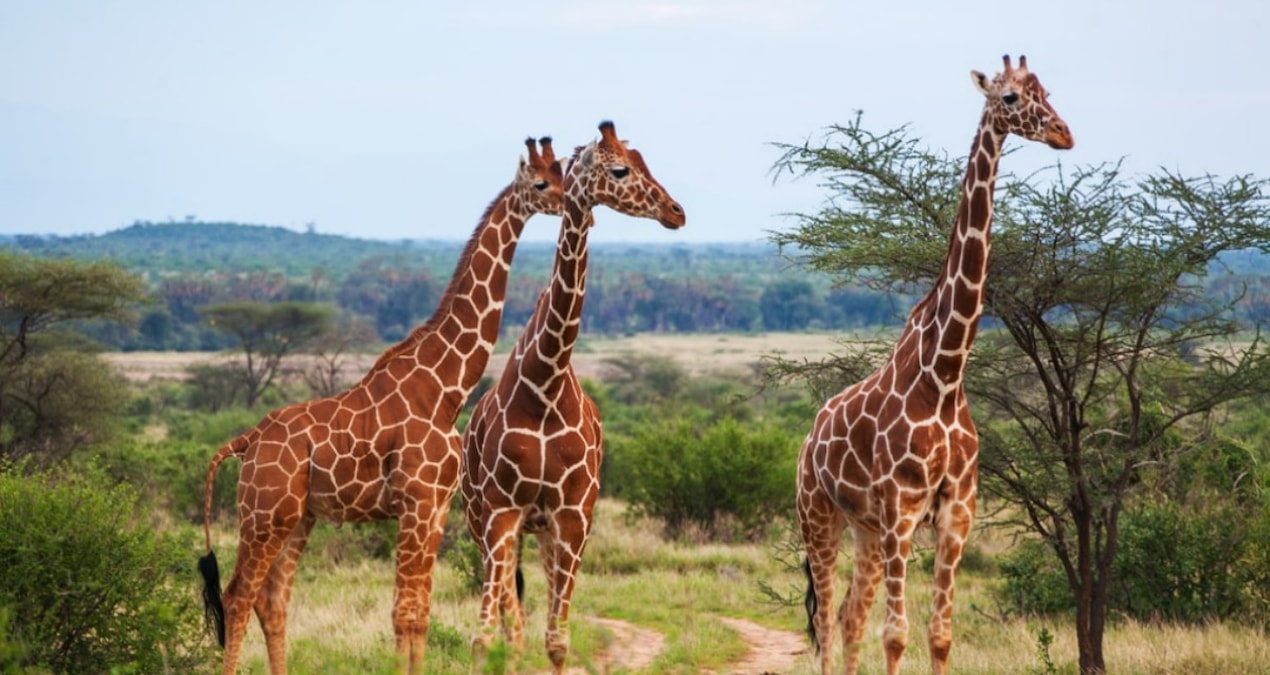 Bilim insanları cevapladı: Zürafaların boynu neden uzun?