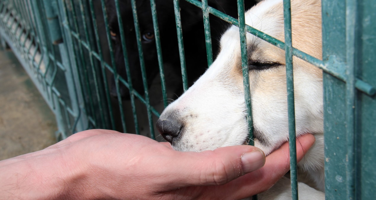 Binlerce kişi sokak hayvanlarının hakları için meydanlara çıktı