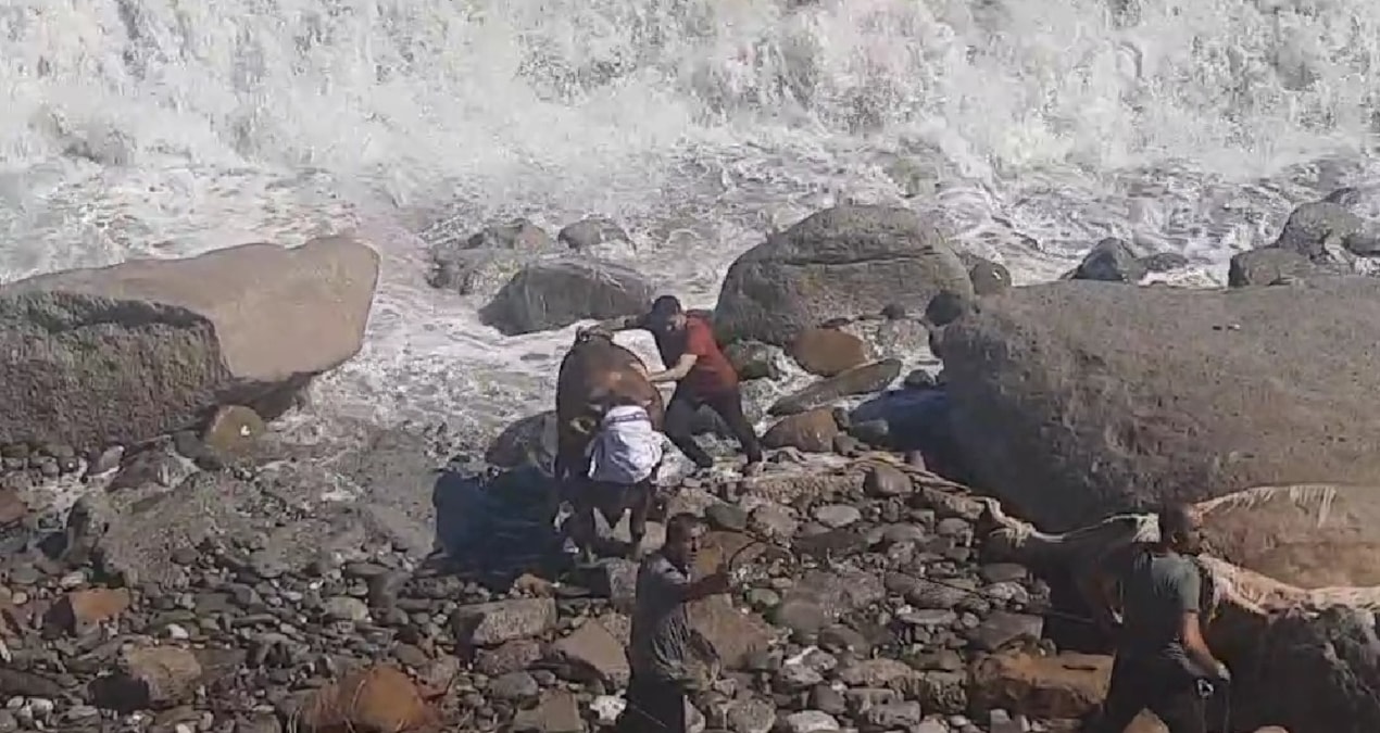 Boğa kesimden kaçtı, denizde metrelerce açıldı