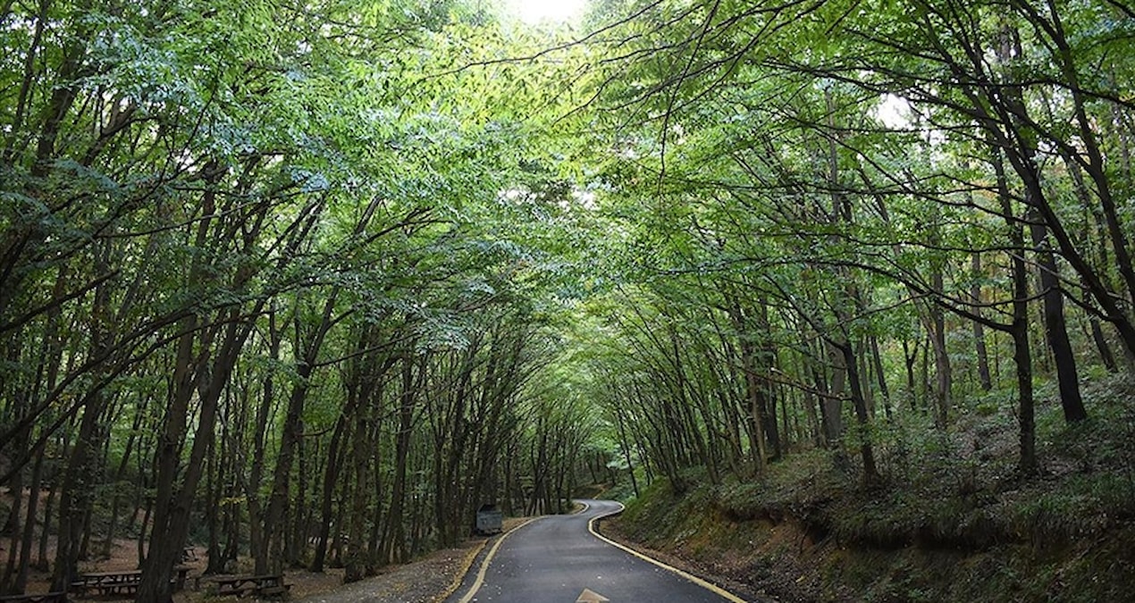 Bu ilde ormanlara girişler Ekim’e kadar yasaklandı