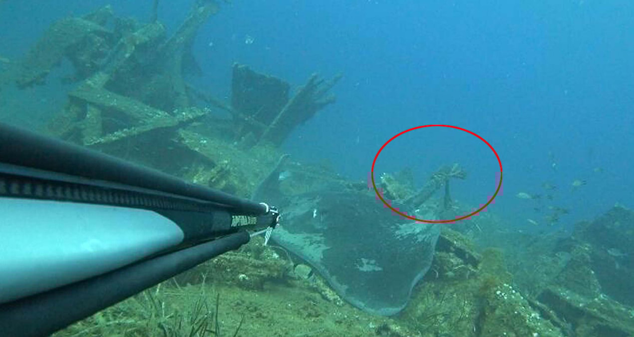 Bu kadarı da olmaz! Vatozun kuyruğunu kesip, halat bağlandılar