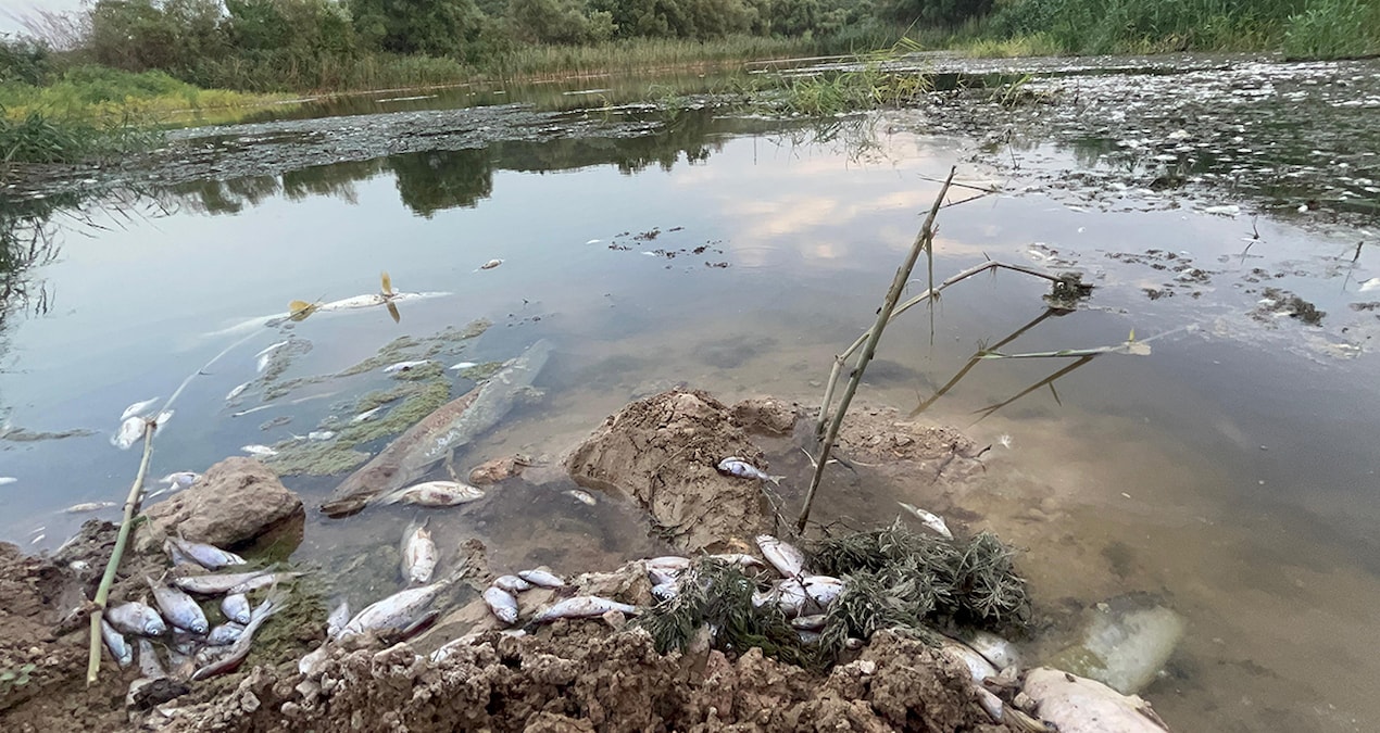 Bursa Ovası’nı besleyen Nilüfer Çayı’nda korkutan manzara