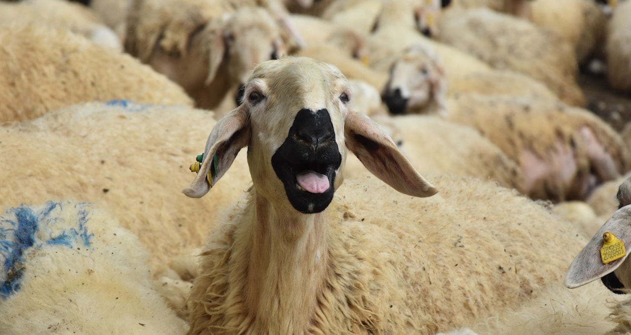 Çoban bulamayan köylüler, hayvanlarını satıyor