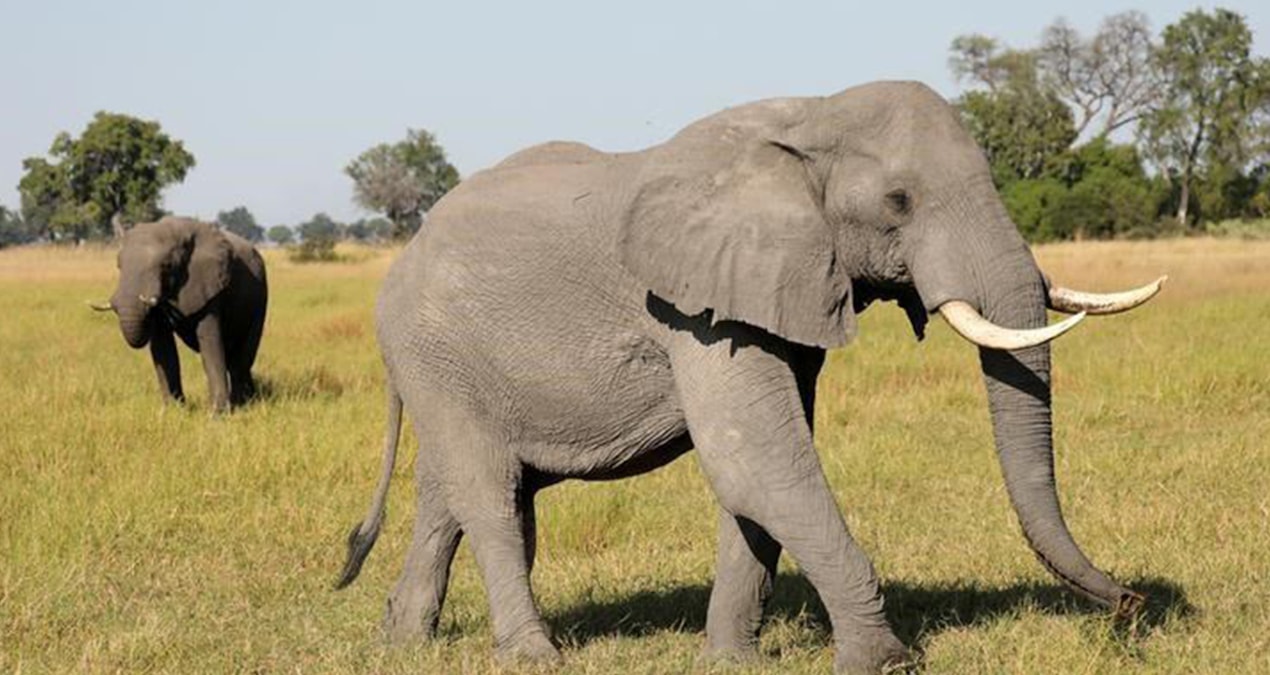 Fil, ABD’li turisti öldürdü