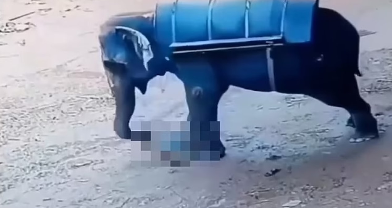 Fil, kendisine vuran bakıcıyı ezdi… Görüntüleri şoke etti