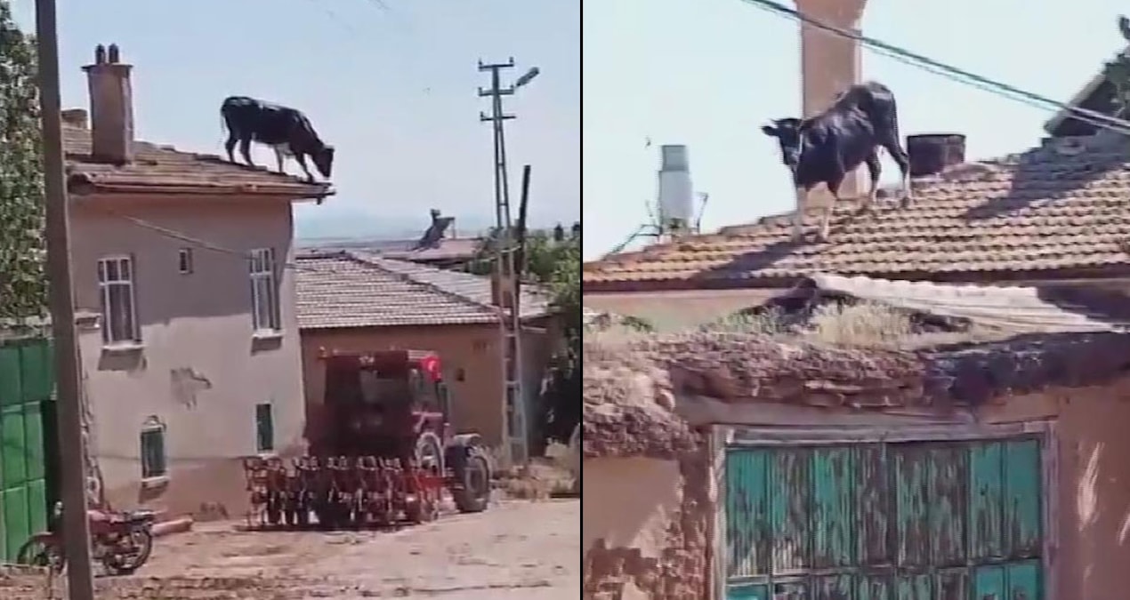 Firari boğa çatıya çıktı