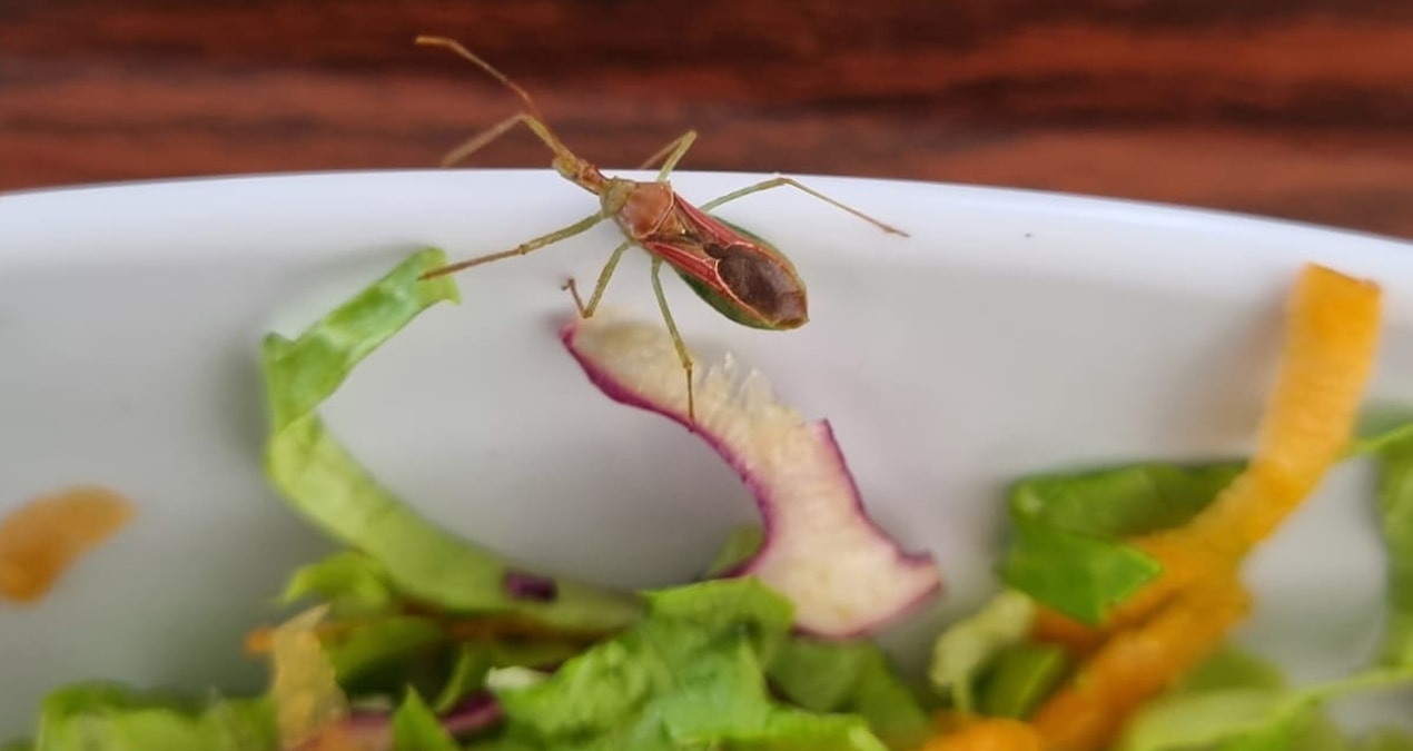 Hastane yemeğinden canlı böcek çıktı