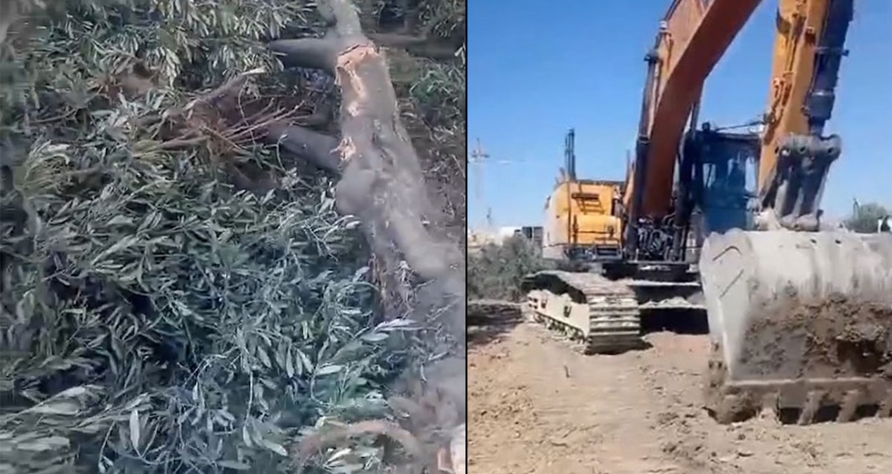 Hatay’da asırlık zeytin ağaçları sökülüyor