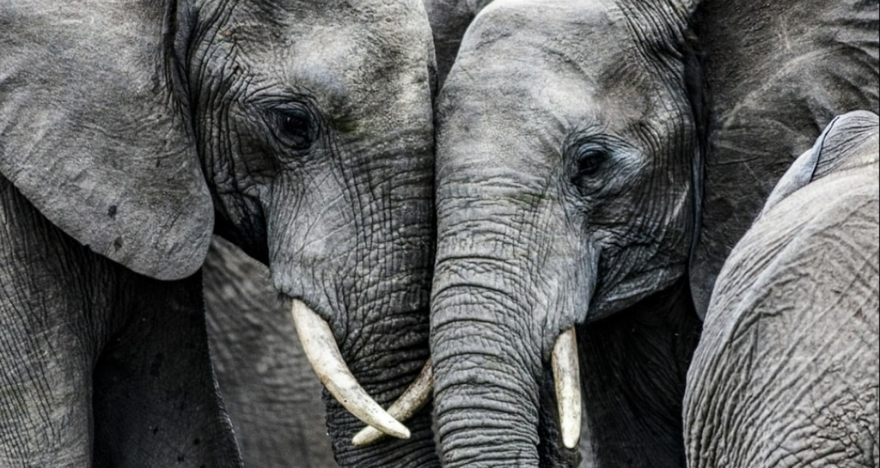 İlginç araştırma: Filler birbirine ismiyle sesleniyor