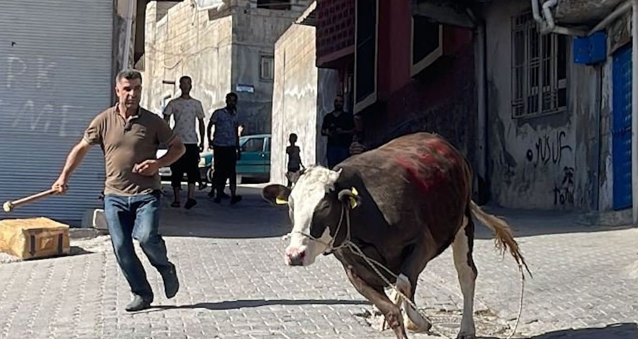 İstanbul’da ‘Boğa Yakalama Timleri’ kuruldu
