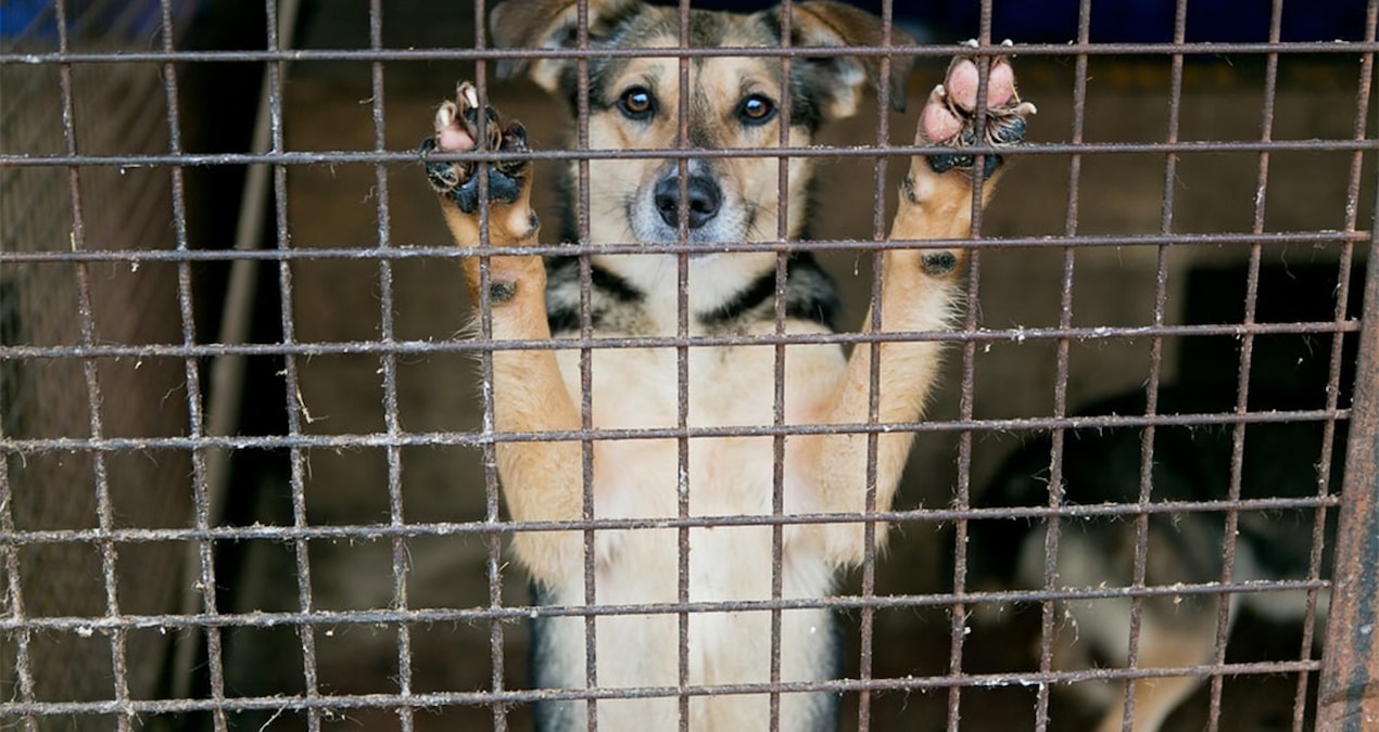 İstanbul’da sokak hayvanlarının toplatılmasına ilişkin davada karar