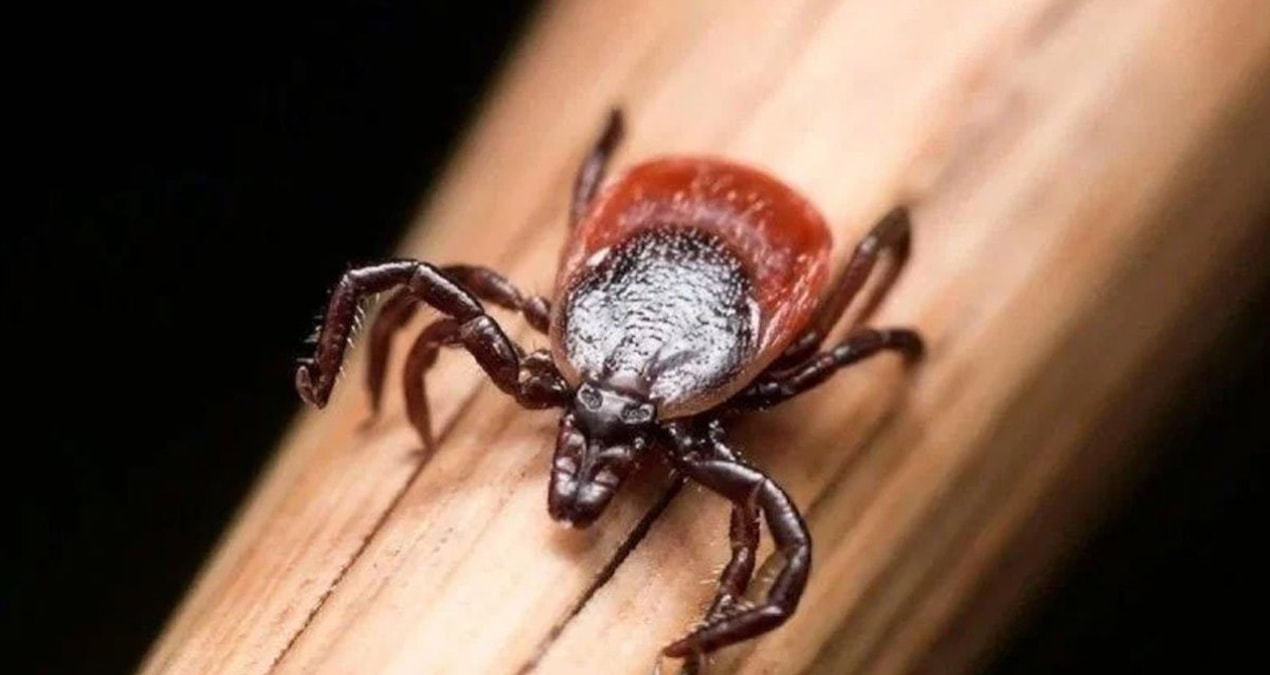 Kene alarmı… Valilik açıkladı: 22 vaka var