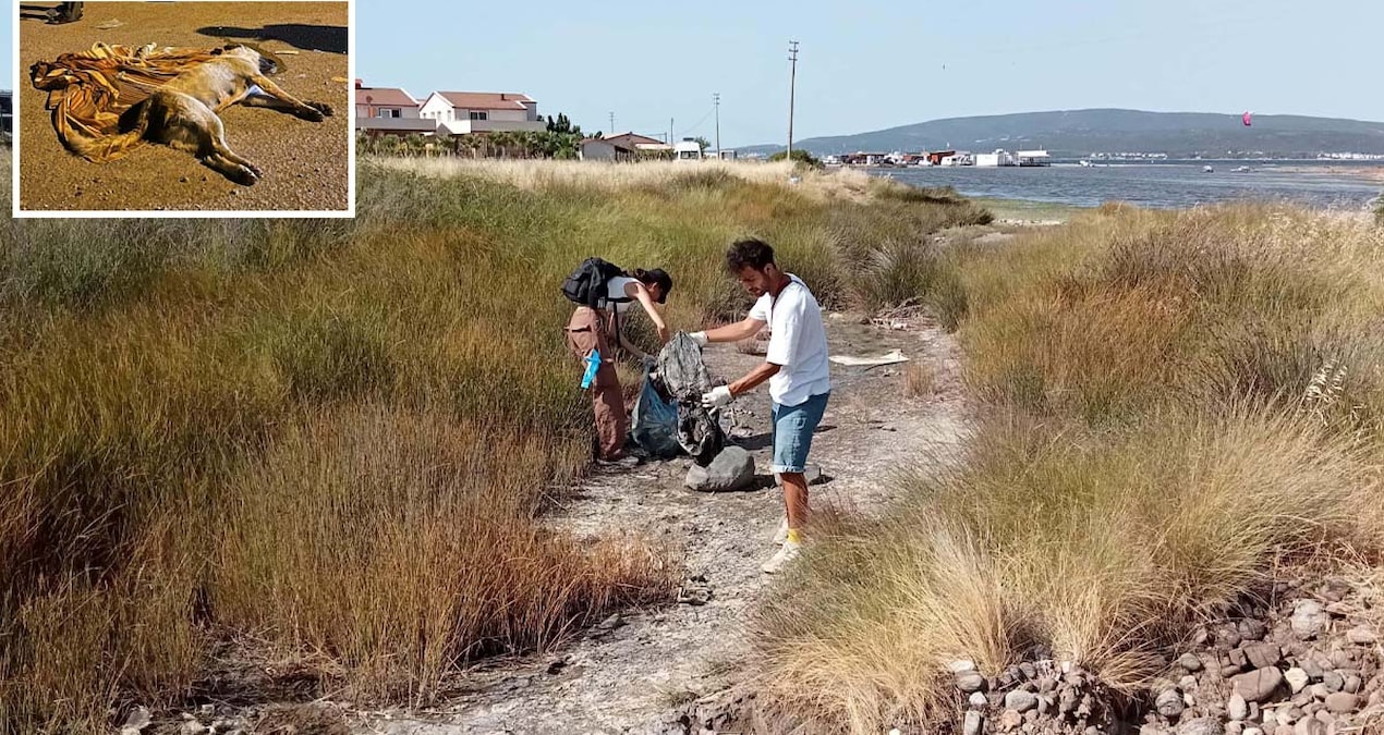 Köpekler zehirle katledildi, mahalleli ödül koydu