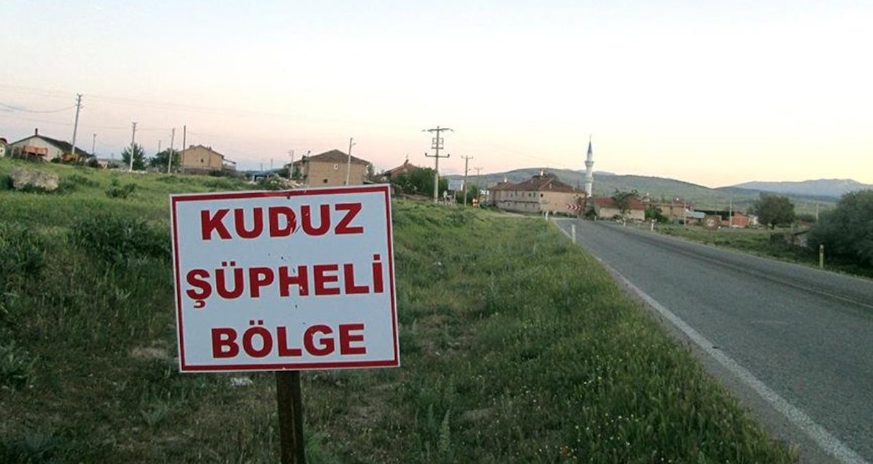 Kuduz alarmı… Bir mahalle karantinaya alındı