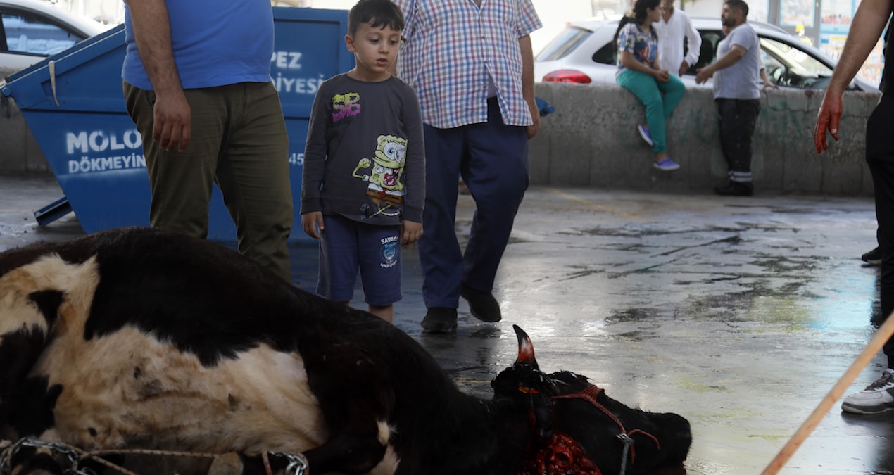 Kurban Bayramı’nda çocuklarda korku ve şaşkınlık
