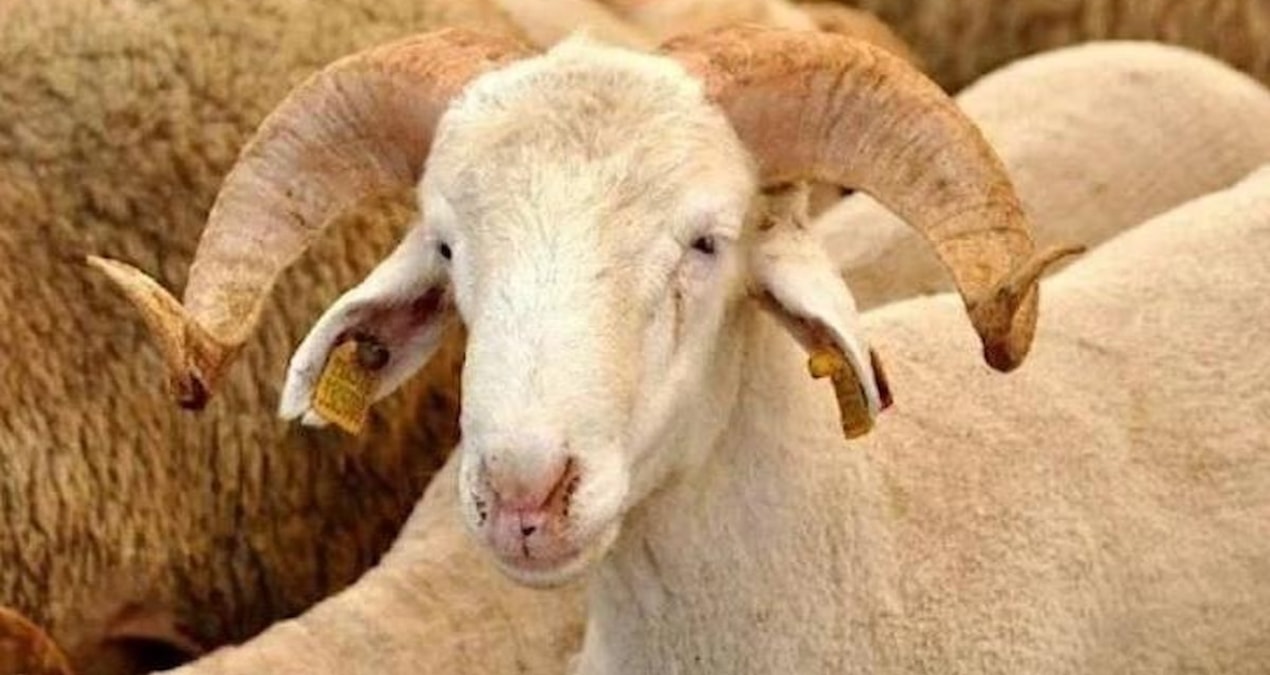 Kurban Bayramı’nda dikkat! Veterinerler uyarıyor