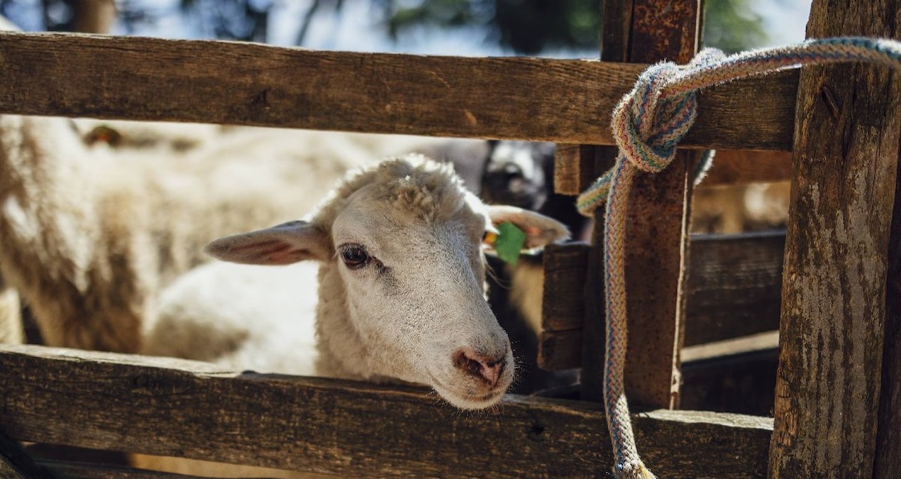 Kurban eti nasıl saklanır? Kurban eti saklama koşullarına dikkat!!