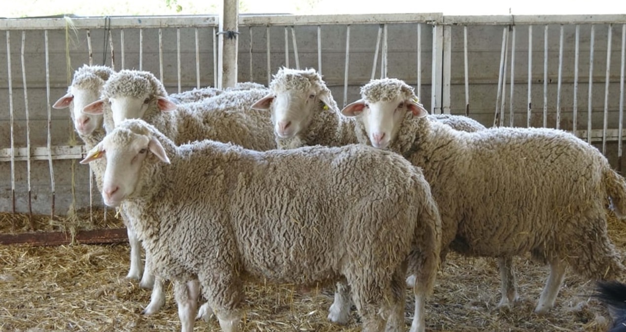 Kurban fiyatı 4 yılda 12’ye katlandı