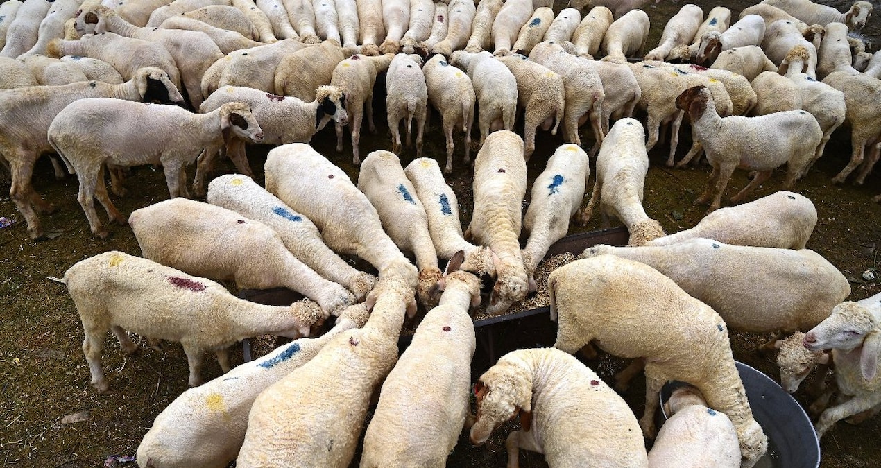 Kurban kesim vakti ne zaman başlar, ne zaman biter?