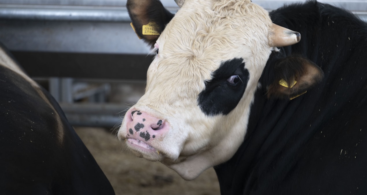 Kurban kesim vakti ne zaman biter? Kurban ne zaman kesilmeli?