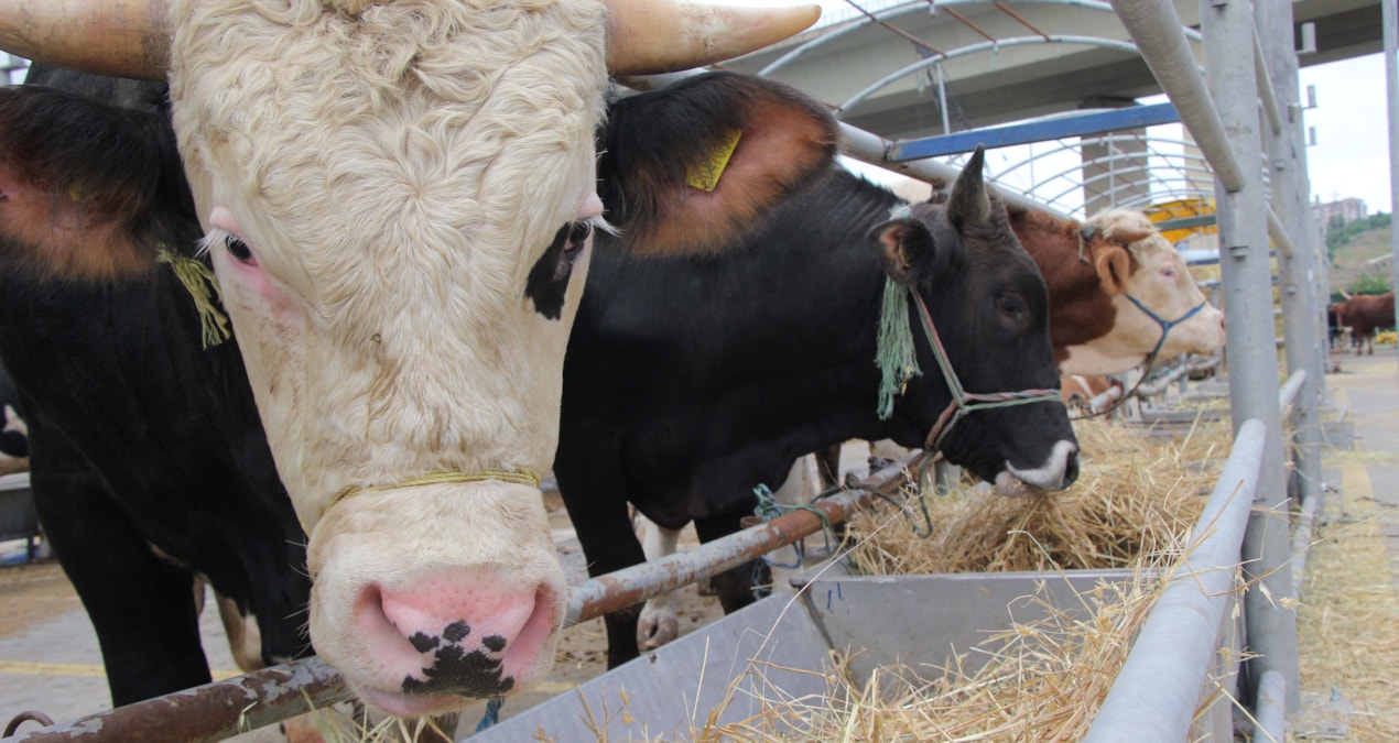 Kurbanlık fiyatlarına gelen zamlar enflasyonu geçti