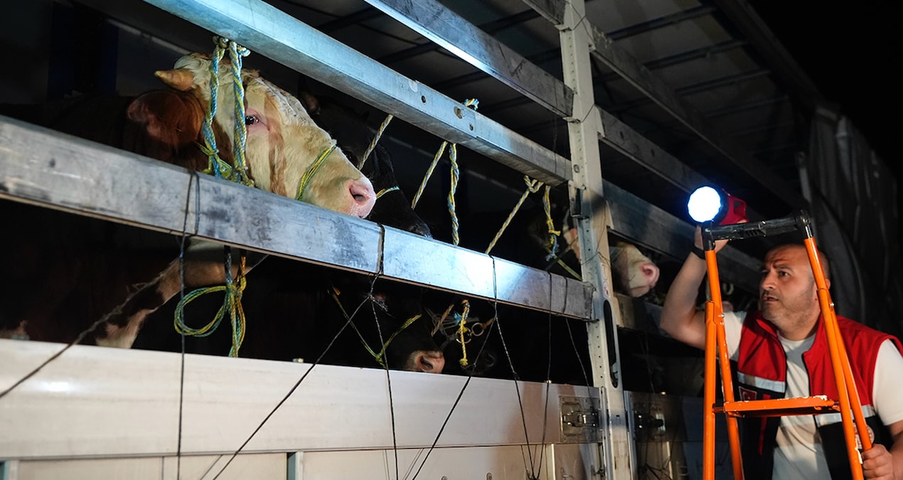 Kurbanlıklar İstanbul’a gelmeye başladı