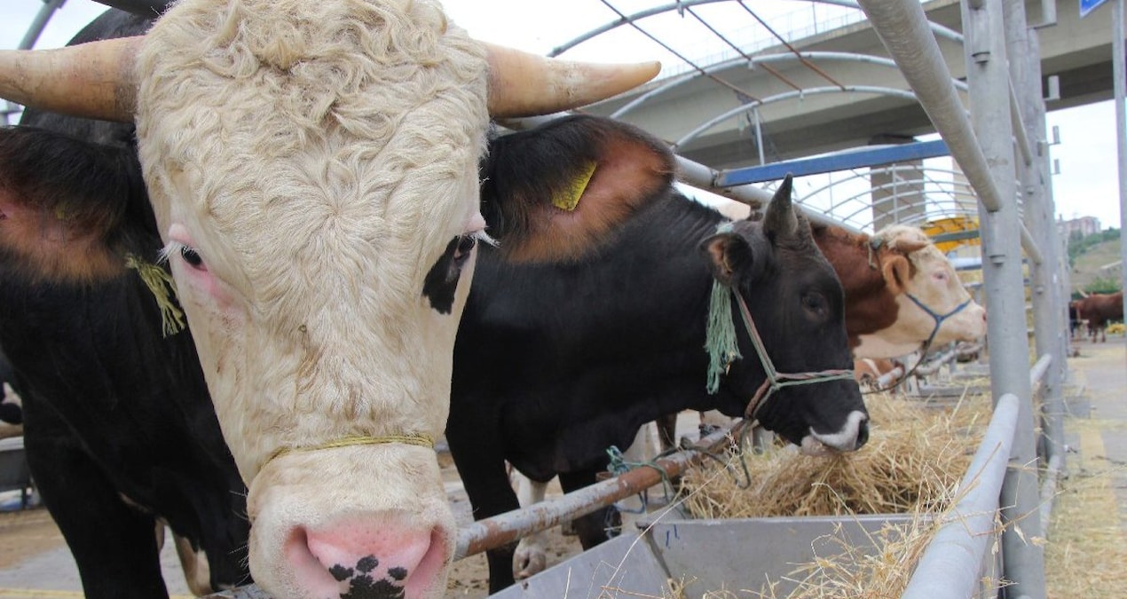 Kurbanlıkları ellerinde kalan besicilerden bakanlığa çağrı