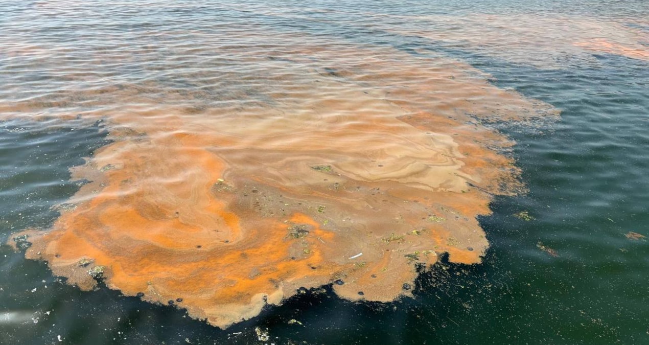 Marmara’da korkutan manzara! Denize girerken bir daha düşünün