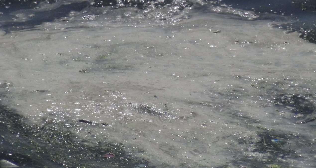 Marmara’da müsilaj geri mi dönüyor? Körfez’den numune alındı