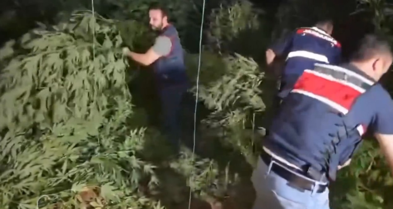 Milyonlarca kök kenevir yakalandı