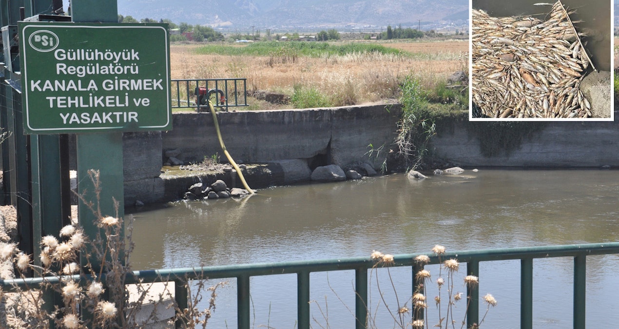 Rengi siyaha döndü: Balıkların öldüğü Karasu Çayı’nda inceleme
