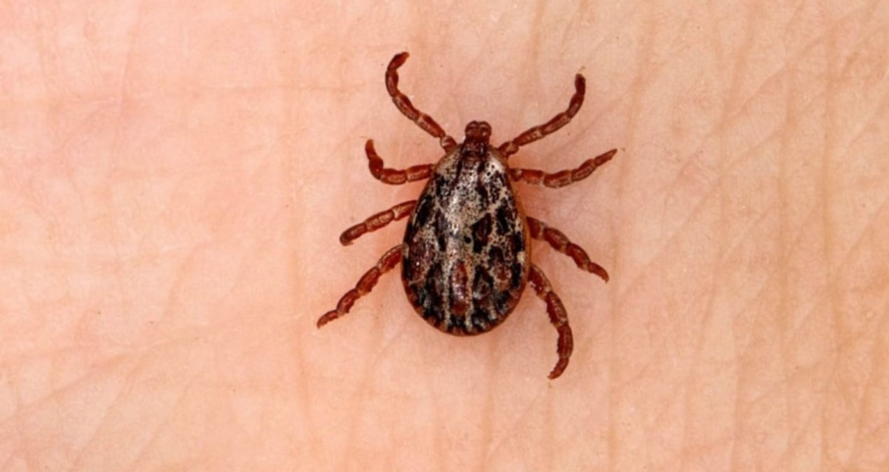 Sıcaklarada kenelere dikkat!