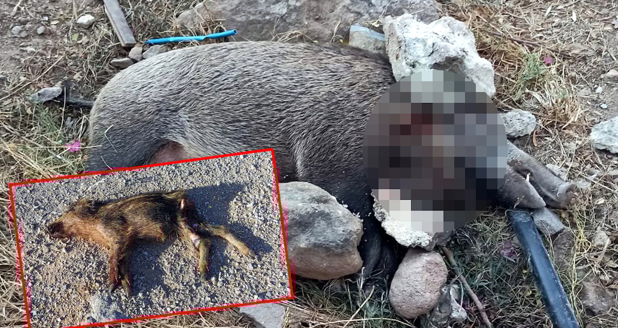 Siteye giren yaban domuzları yavruları ile birlikte öldürüldü