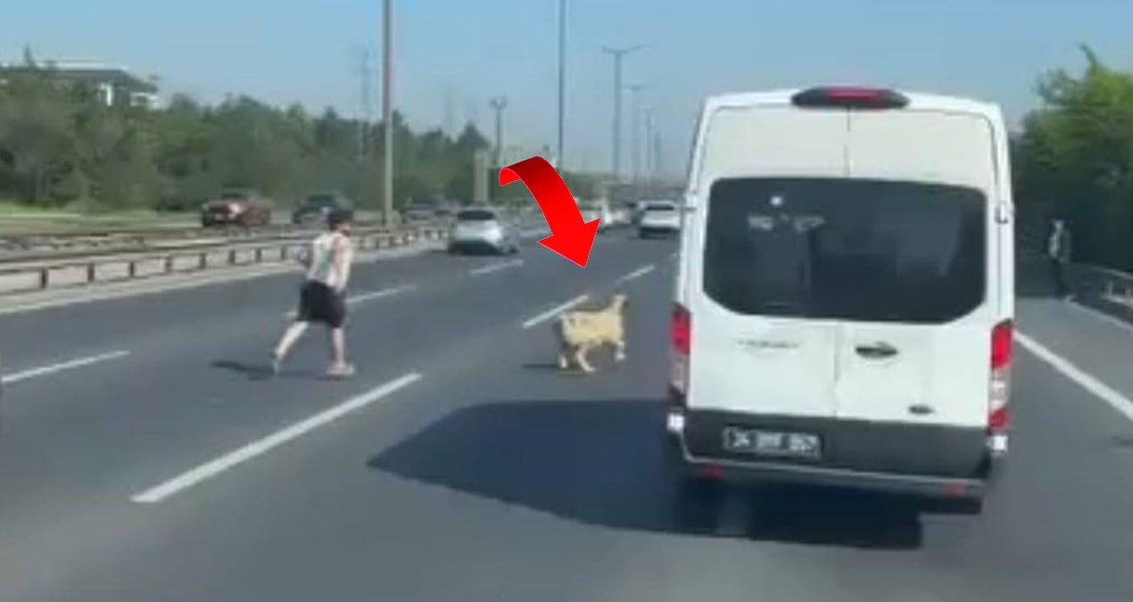 TEM’de koyun alarmı: Trafiği birbirine kattı