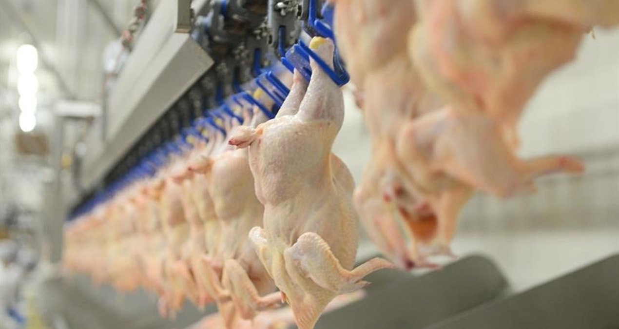 Tonlarca kaçak tavuk eti ele geçirildi