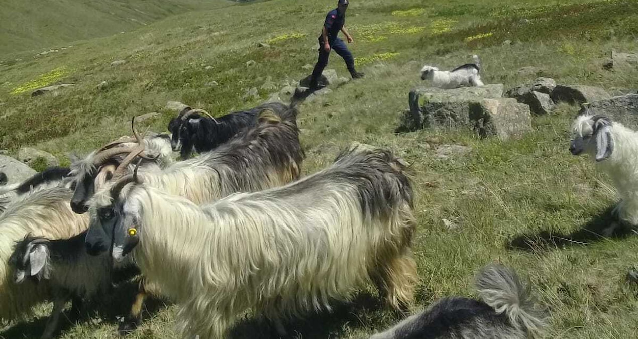 Trabzon’da bir garip keçi meselesi