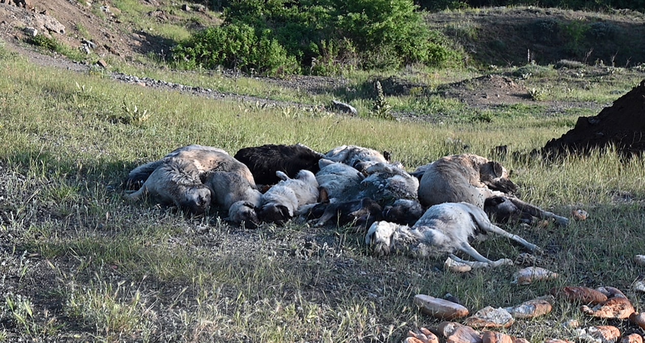 Vahşet! 20’den fazla köpeği iğne ile öldürdüler