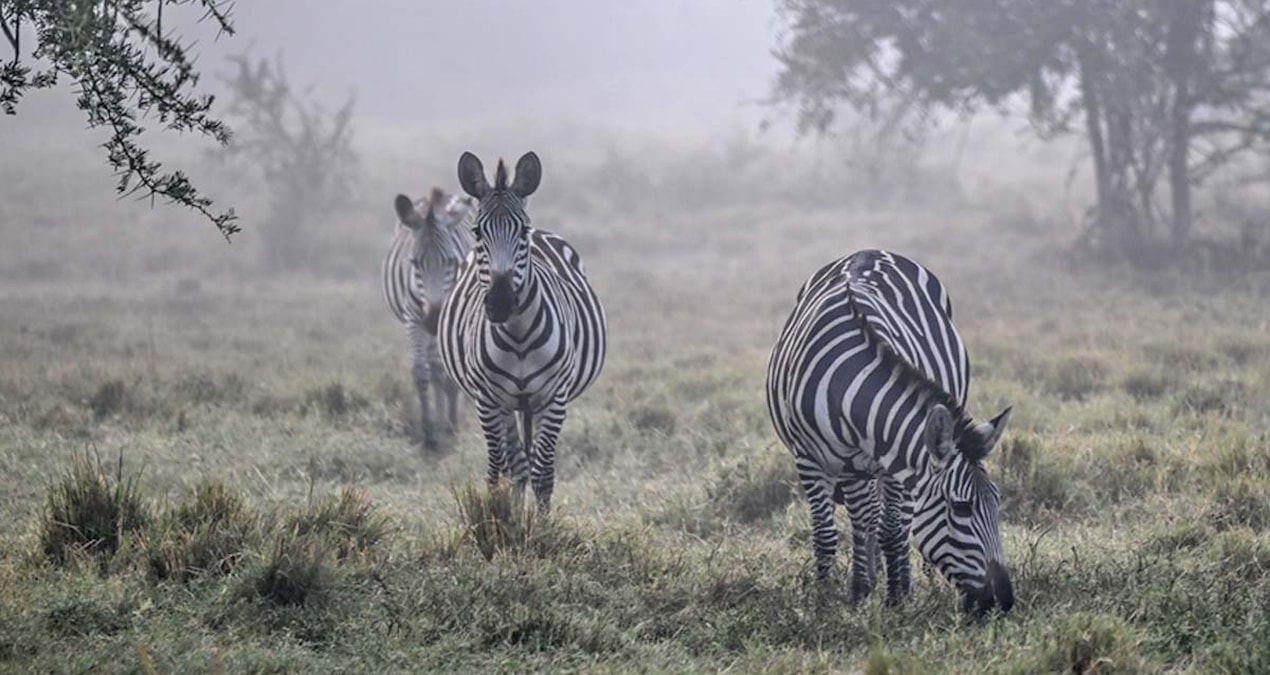 Vahşi yaşam parkları safari meraklılarını cezbediyor