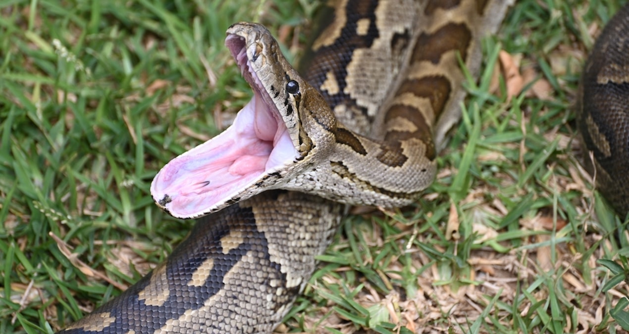 Yaklaşık 5 metrelik piton bir kişiyi yuttu