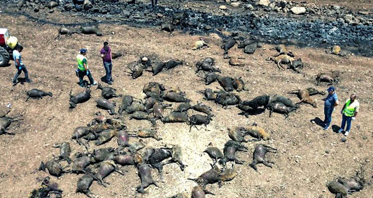 Yangın felaketinde hasar tespiti sürüyor, bilanço ağırlaşıyor