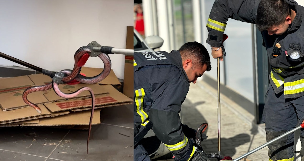 Yaz geldi, yılan korkusu başladı