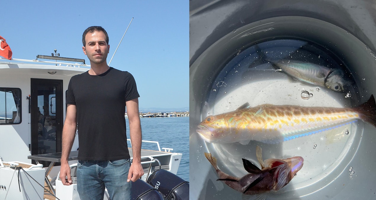 Zehirli trakonya balığı hastanelik etti