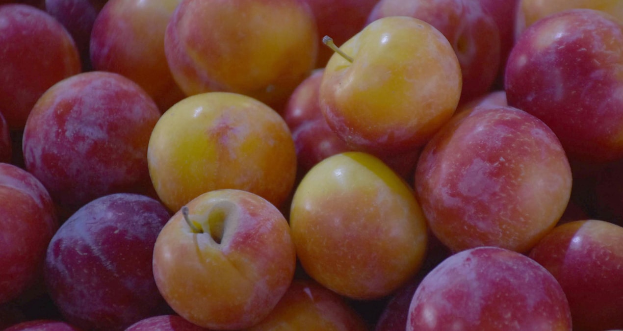 Haziran sıcakları meyve ağaçlarını vurdu!